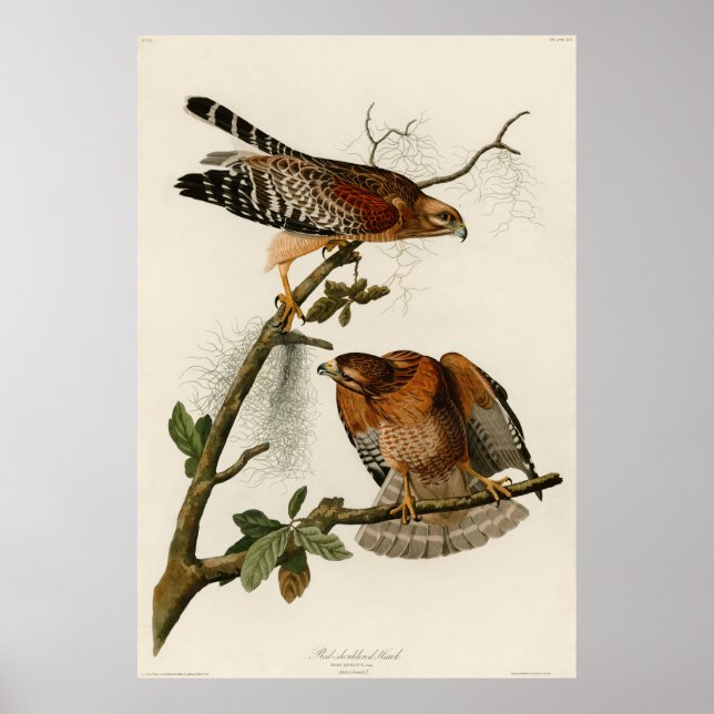 Rödbodd hawk, plate 56 - Audubon Poster (Framsidan)
