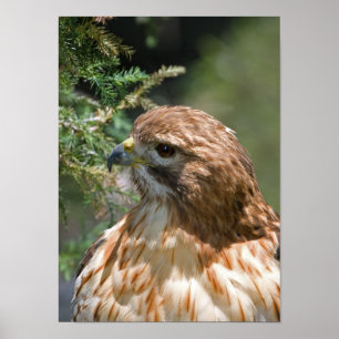 Rödbodd Hawk Poster