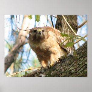 Rödbodd Hawk Poster