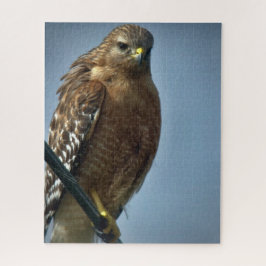 Rödbodd Hawk Pussel