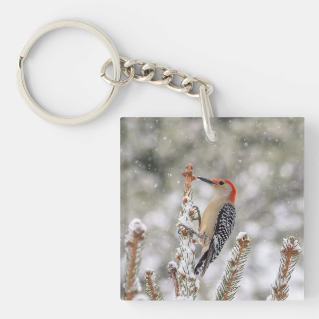 Rödböld Woodpecker i snö (Framsidan)