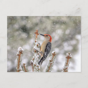 Rödböld Woodpecker i snö Vykort