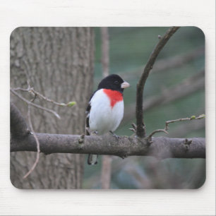 Rödbröst Grosbeak-musmatta Musmatta