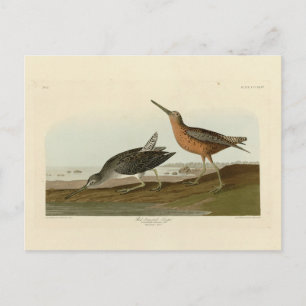 Rödbröst Snipe från Audubon's Birds of America Vykort