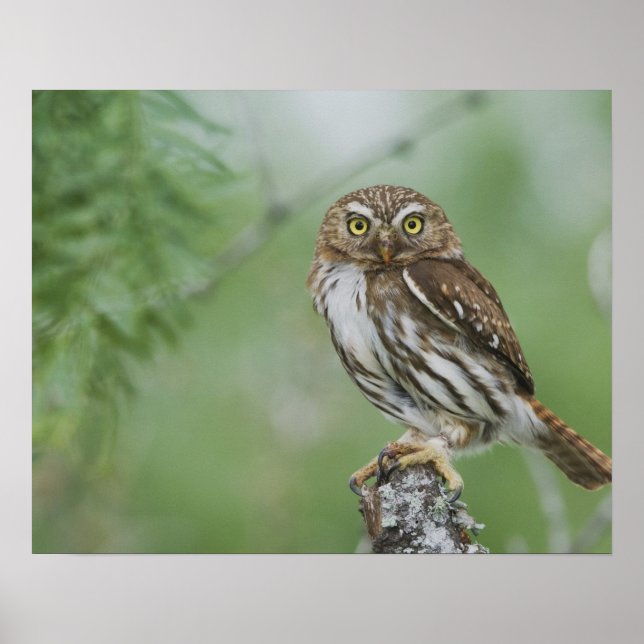 Rödbrun dvärguv, Glaucidium brasilianum, 3 Poster (Framsidan)