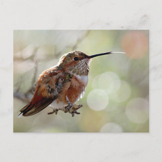 Rödbrun kolibris tunga vykort
