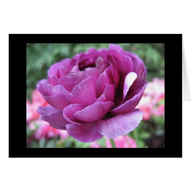 Rödbrun noja OBS kort (Framsidan Horizontal)