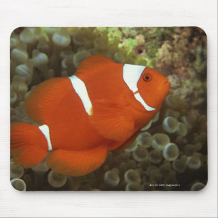 Rödbruna clownfish med havsanemonen musmatta