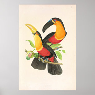 Rödbyst Toucan Fågel Poster