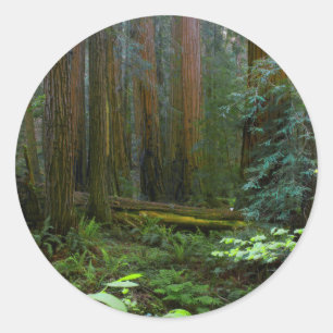 Rödekvarn i Muir Woods National Park Runt Klistermärke
