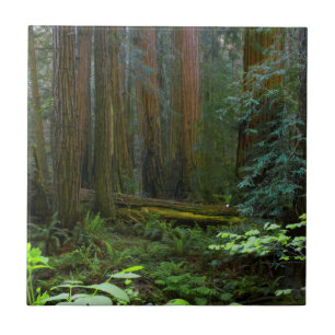 Rödekvarnar i Muir Woods National Park Kakelplatta