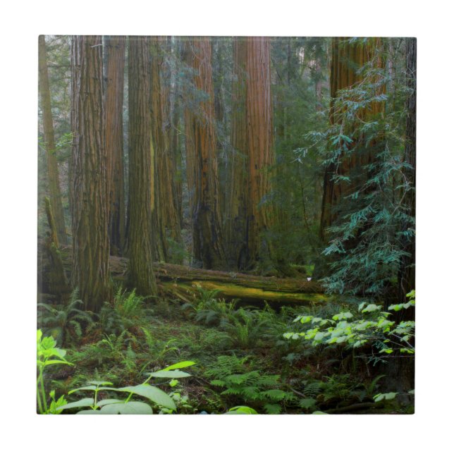 Rödekvarnar i Muir Woods National Park Kakelplatta (Framsidan)