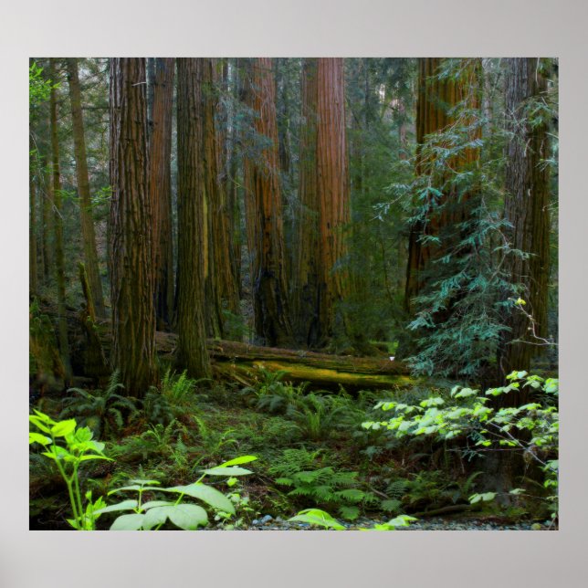 Rödekvarnar i Muir Woods National Park Poster (Framsidan)