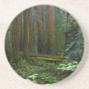 Rödekvarnar i Muir Woods National Park Underlägg Sandsten