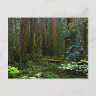 Rödekvarnen i Muir Woods National Park Vykort