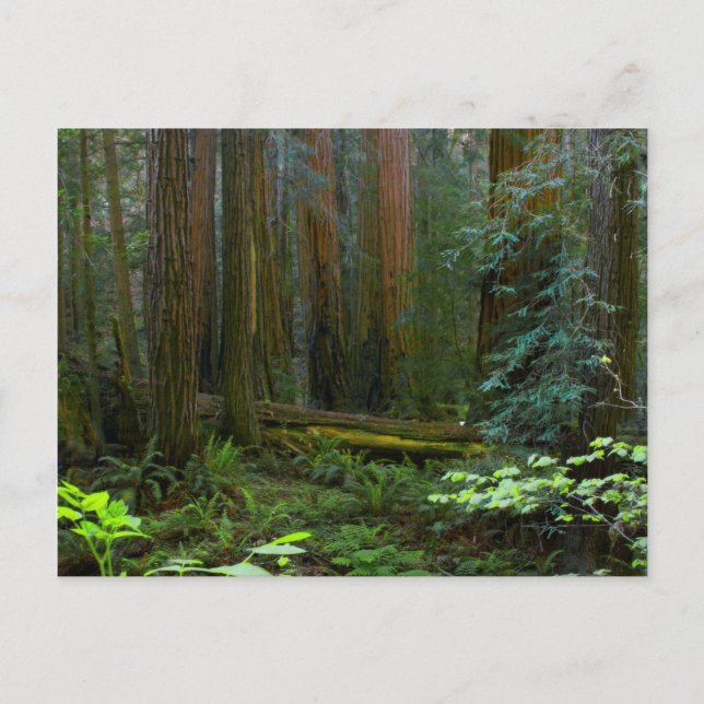 Rödekvarnen i Muir Woods National Park Vykort (Framsida)