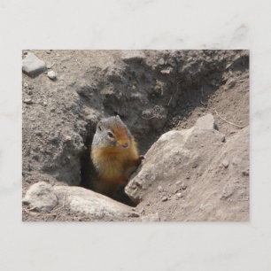 Rodent Creatges utvecklas Vykort