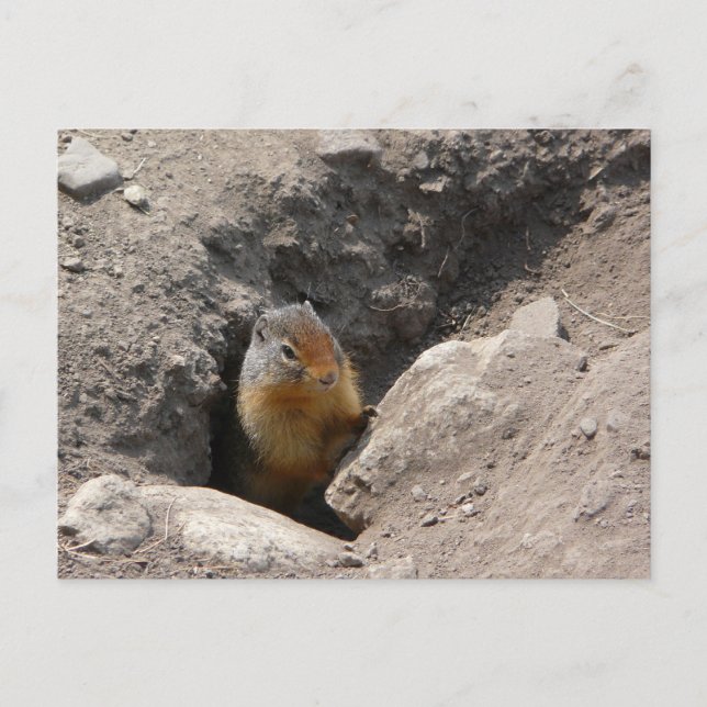 Rodent Creatges utvecklas Vykort (Framsida)