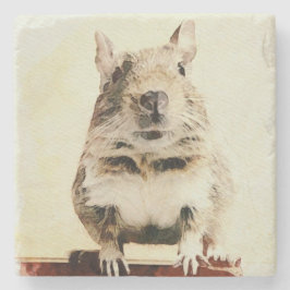 ⊿Rodent world⊿ Stenunderlägg