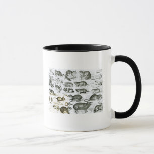 Rodentia-Rodents eller gnagande djur Mugg