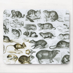 Rodentia-Rodents eller gnagande djur Musmatta