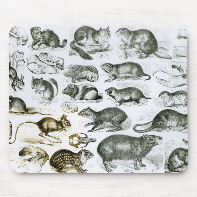 Rodentia-Rodents eller gnagande djur Musmatta (Framsidan)