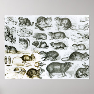 Rodentia-Rodents eller Gnawing Animals Poster