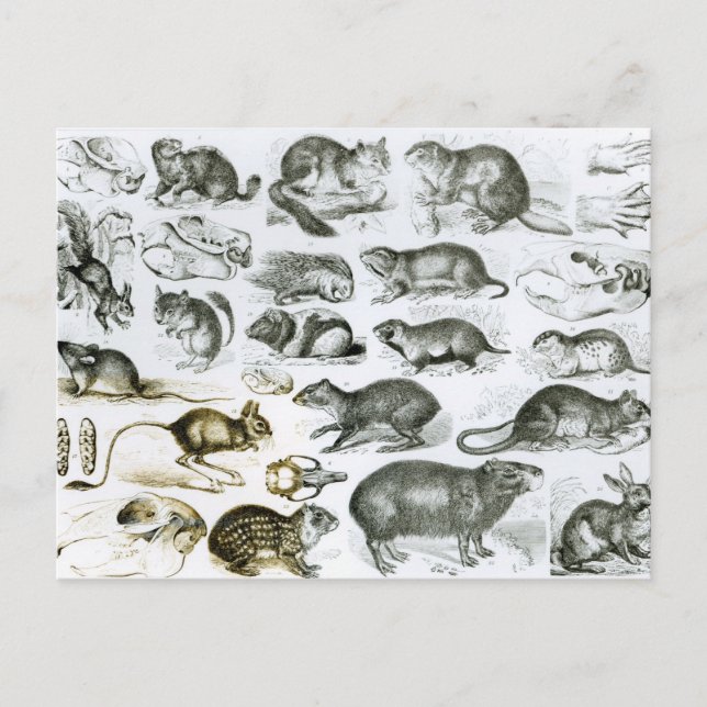 Rodentia-Rodents eller Gnawing Animals Vykort (Framsida)