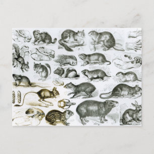 Rodentia-Rodents eller Gnawing Animals Vykort