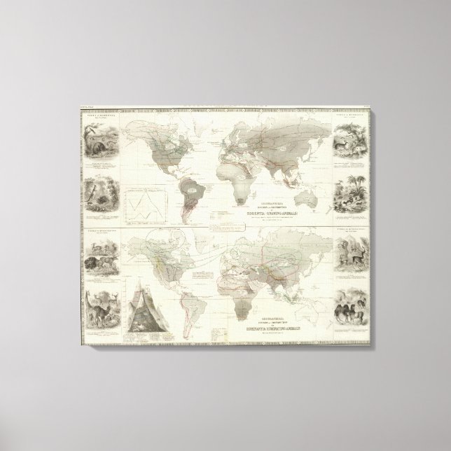 Rodentia, Ruminantia Canvastryck (Framsida)