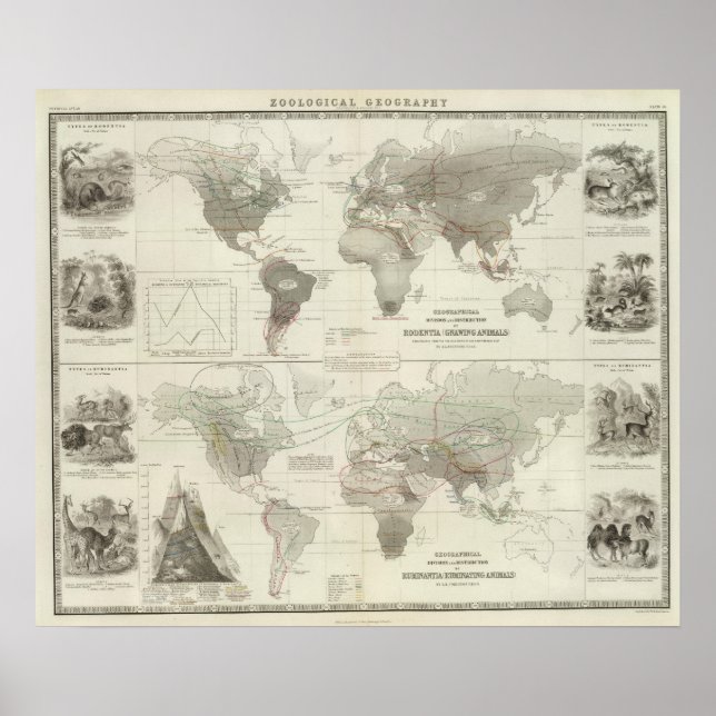 Rodentia, Ruminantia Poster (Framsidan)