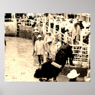 Rodeo Bull Rider Poster