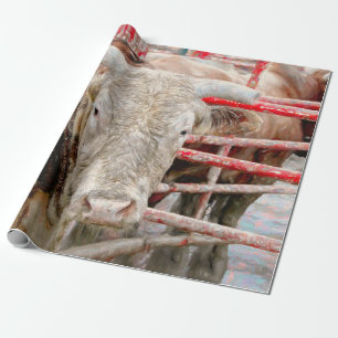 Rodeo Bull Rustic Land Western Presentpapper