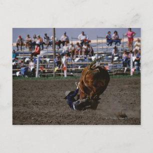 Rodeo rider som faller från tjur vykort