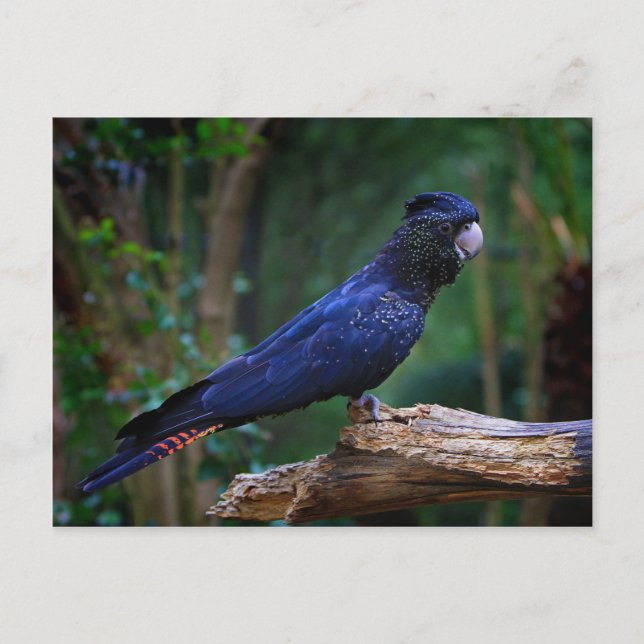 Rödfågel Vykort (Framsida)