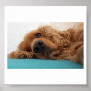 Rödfärgat friskt kocksspaniel 2.png poster