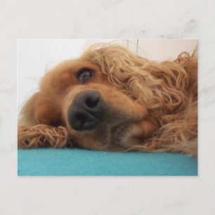 Rödfärgat friskt kocksspaniel 2.png vykort