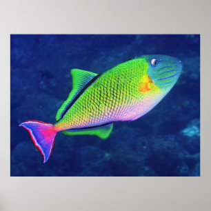 Rödfisk från Svan Poster
