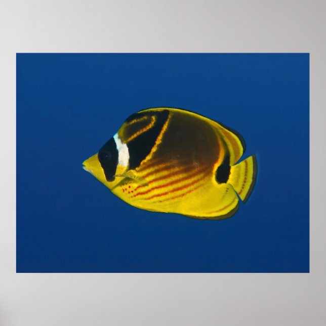 Rödfjäfisk Poster (Framsidan)