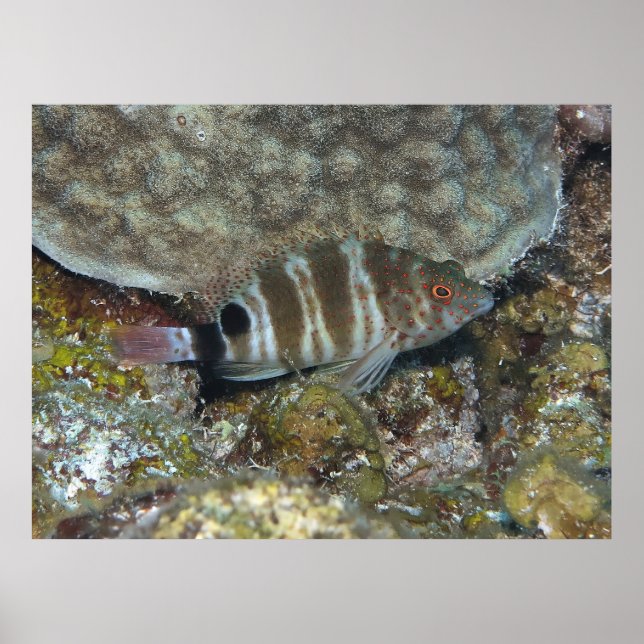 Rödfläckad hajfisk poster (Framsidan)