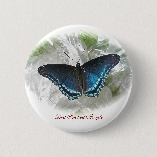 Rödfläckad Lila Butterfly Button Badge Knapp (Framsida)