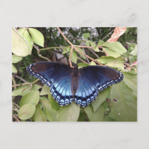 Rödfläckad Lila Butterfly, Ohio Vykort