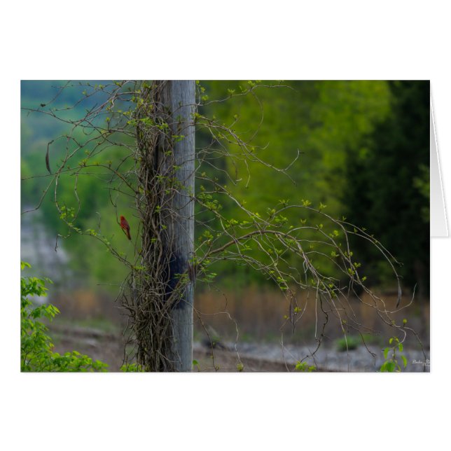 Rödfläckar OBS Kort (Framsidan Horizontal)