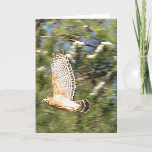 Rödformad hök i flygfotodesign kort (Framsida)