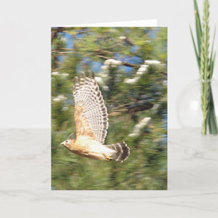 Rödformad hök i flygfotodesign kort