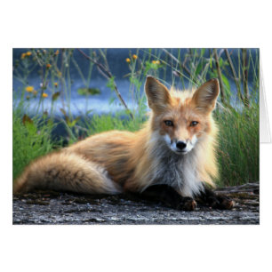 Rödfox - återställ tomt kort