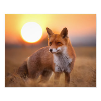 Rödfox Fototryck