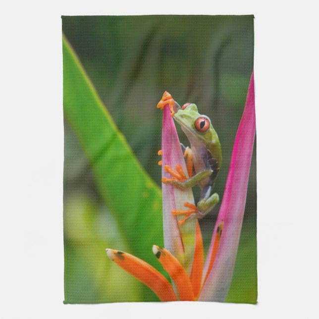 Rödgroda, öga, träd, Costa Rica Kökshandduk (Vertikal)