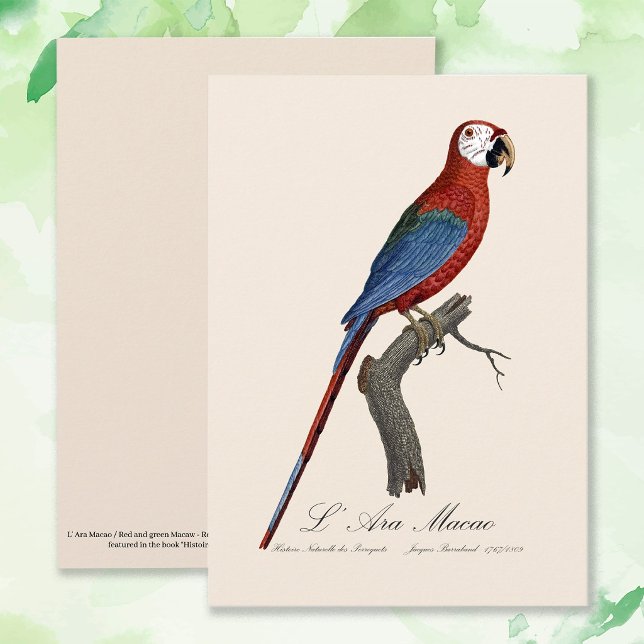 Rödgrön ara, Ara chloropterus Tack Kort (Red-and-green Macaw, Ara chloropterus. Thank You Card)