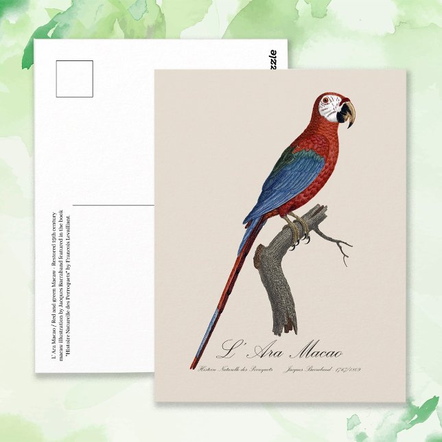 Rödgrön ara, Ara chloropterus Vykort (Red-and-green Macaw, Ara chloropterus. Postcard)